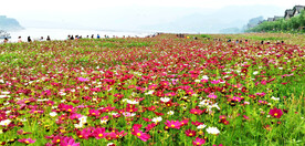 格桑花开