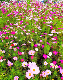 格桑花开