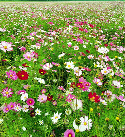 格桑花开