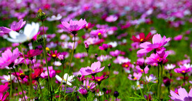 格桑花开