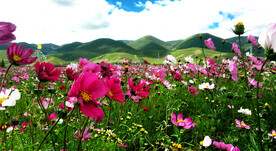 格桑花开