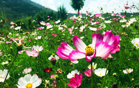 格桑花开