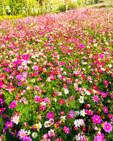 格桑花开