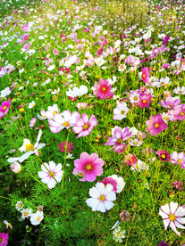 格桑花开