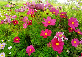 格桑花开