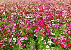 格桑花开