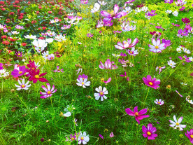 格桑花开