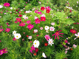 格桑花开