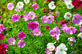 格桑花开