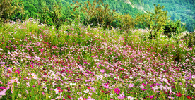 格桑花开