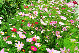 格桑花开