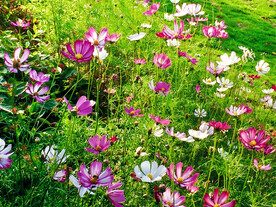 格桑花开
