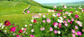 格桑花开