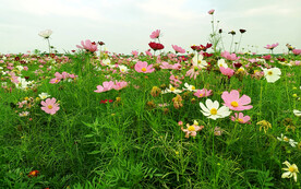 格桑花开