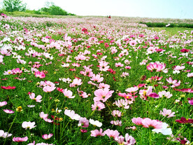 格桑花开