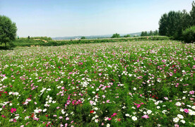 格桑花开