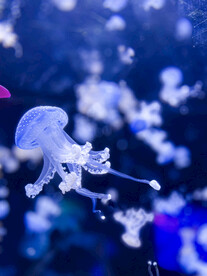 水族馆 水母 蓝色 裙边 发光