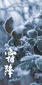 霜降 24节气 叶子 寒霜