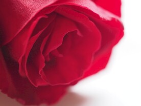 玫瑰花特写