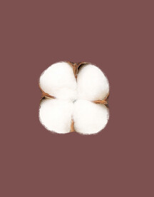 棉花