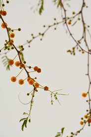 清新小花