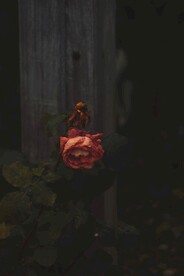 玫瑰花