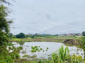 荷塘美景