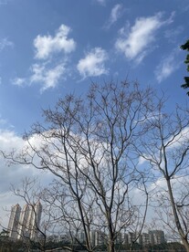 枯树风景