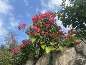 红叶子花
