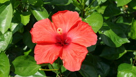 艳丽鲜花
