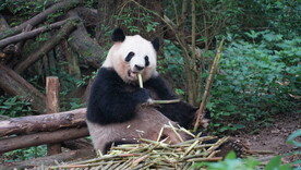 大熊猫