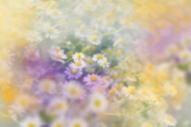 鲜花背景溶图
