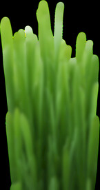  草地 
