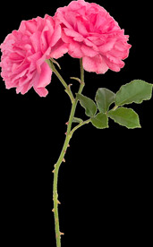 鲜花png