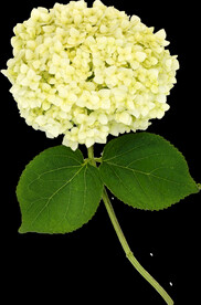 鲜花png .