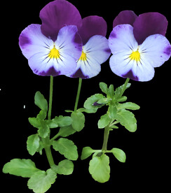 鲜花png 