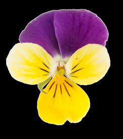 鲜花png 