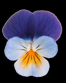鲜花png .