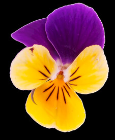 鲜花png 