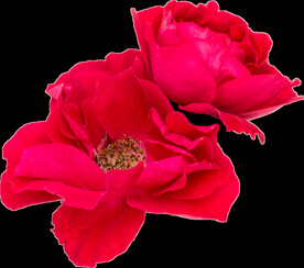 鲜花png 