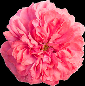 鲜花png 