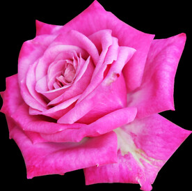 鲜花png 
