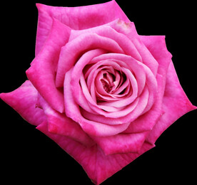 鲜花png 