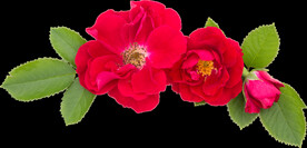 鲜花png