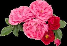 鲜花png 