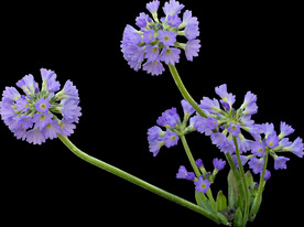 鲜花png 