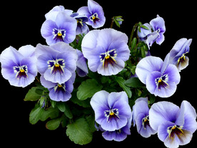 鲜花png