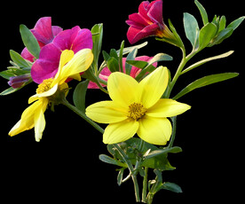鲜花png.