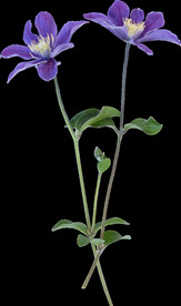 鲜花png .