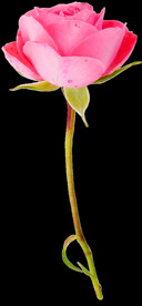 鲜花png .